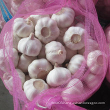 Golden Supplier of Fresh Pure White Garlic